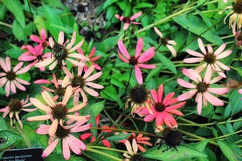 flower, freshness, fragility, growth, petal, beauty in nature, plant, flower head, nature, close-up, pink color, in bloom, springtime, focus on foreground, day, blossom, outdoors, pink, botany, vibrant color, blooming, growing, green color, pollen, no people, formal garden, full frame