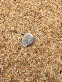 Shells on sandy beach