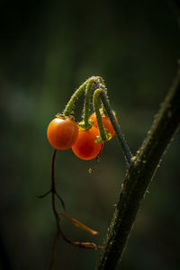 Close-up of berries on plant