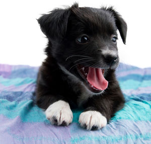 Close-up portrait of puppy