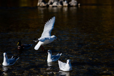 Seagulls flying over lake