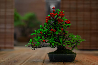 Close-up of small potted plant on table