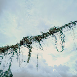 Low angle view of flowering plant against sky