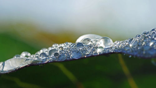 Close-up of water drops on ice