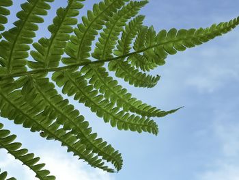 Low angle view of leaves against sky