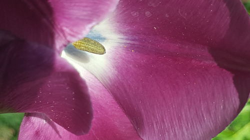 Close-up of raindrops on pink rose flower