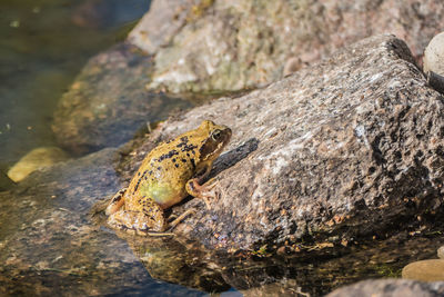 Close-up of lizard on rock