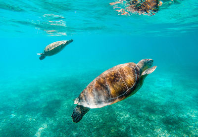 Sea turtles swimming underwater