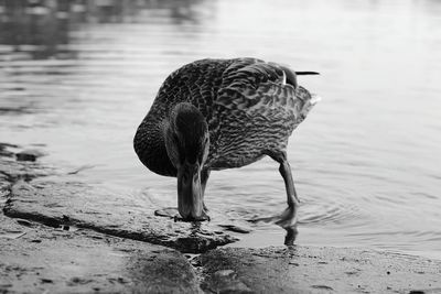 Mallard duck in water