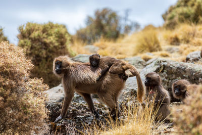 Close-up of monkey on field