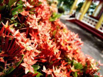 Close-up of red flowering plants