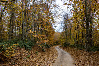 Road amidst trees in forest during autumn