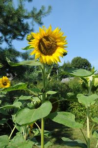 Close-up of yellow flowering plant against sky