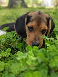 Close-up portrait of a dog