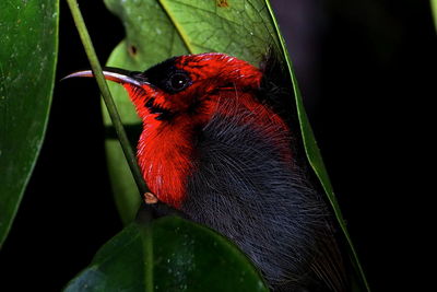 Close-up of bird perching on plant