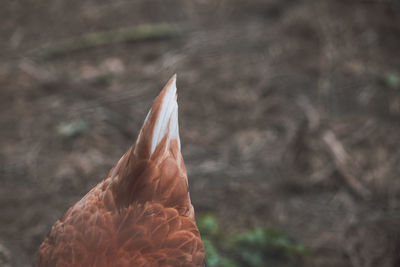 Close-up of a bird