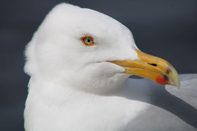 Close-up of seagull