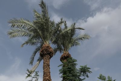 Low angle view of coconut palm tree against sky