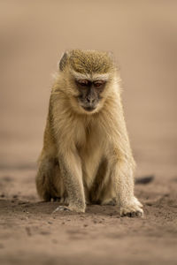 Close-up of monkey sitting on field