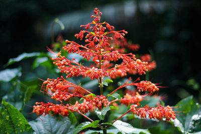 Close-up of red flowering plant