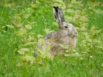 Close-up of rabbit on field