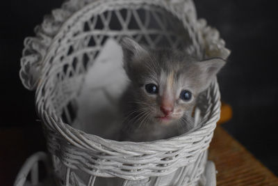 Baby kitten in basket