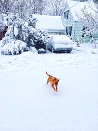 Brown dog running on snow