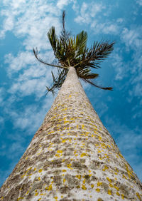 Low angle view of palm tree against sky