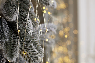 Close-up of christmas tree during winter