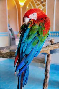 Close-up of scarlet macaw perching on branch