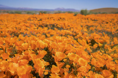 Scenic view of yellow flowering plants on field