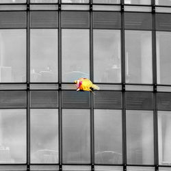 Bird on glass window