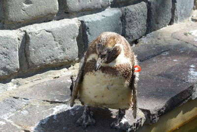 High angle view of a bird