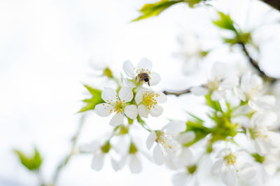 Close-up of bee on white flower