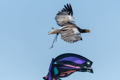 Close up of a stellers sea eagle flying in a falconry demonstration