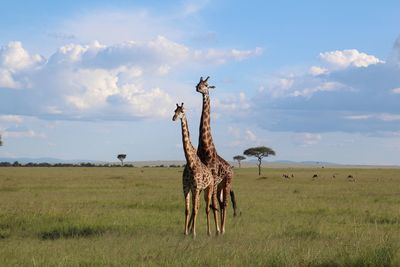 View of giraffe on field against sky in masai mara