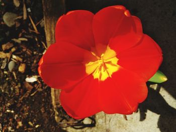 Close-up of red flower on land