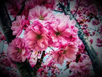 Pink flowers blooming on tree