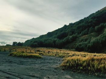 Mountain bromo 