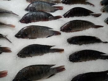 High angle view of fish for sale