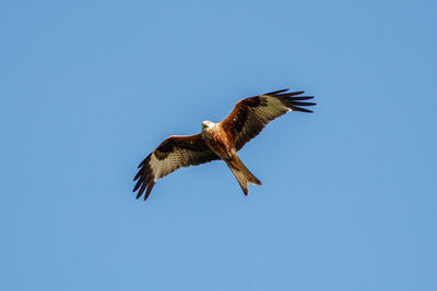 Low angle view of eagle flying in sky