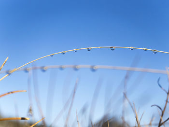 Close-up of wet blue against clear sky