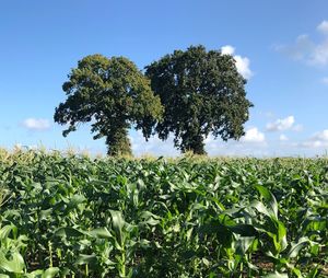 Crops growing on field against sky