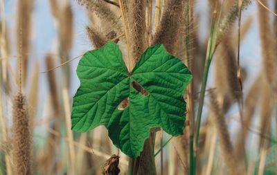 Close-up of green leaf against blurred background