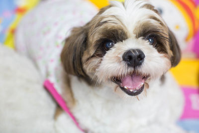 Close-up portrait of dog