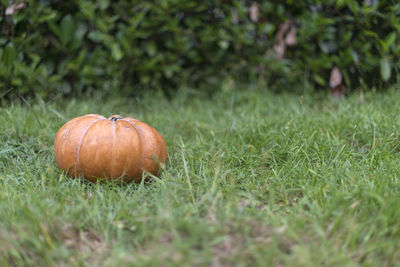 Close-up of pumpkin on field