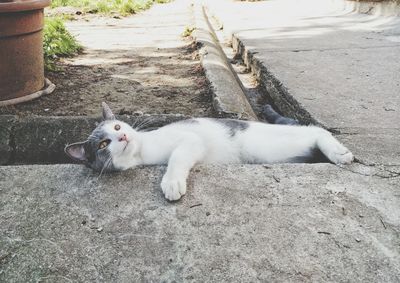 Cat lying down on tiled floor