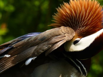 The male mandarin duck is extremely colorful