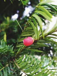 Close-up of strawberry growing on tree