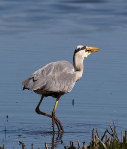 Bird perching on a lake